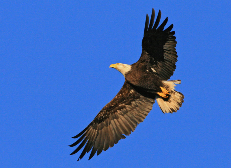  Bald Eagle