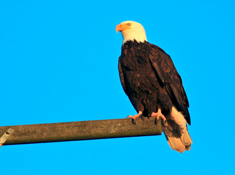 Bald Eagles