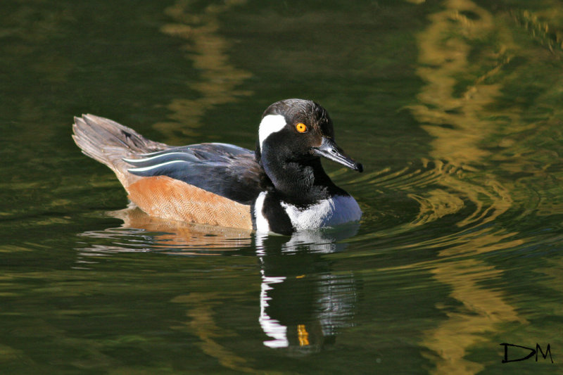 Hooded Merganser