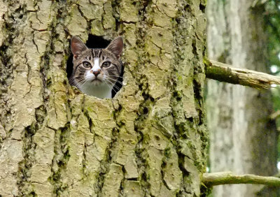 Cat in Tree