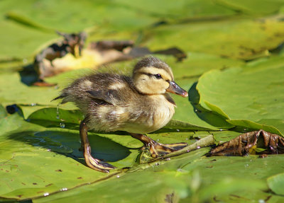 Duckling