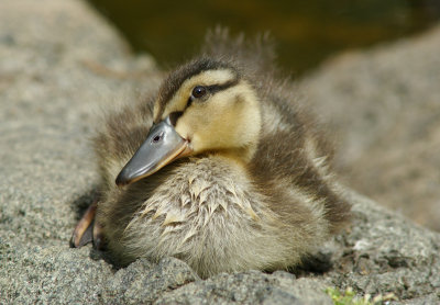 Duckling