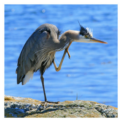 Great Blue Heron