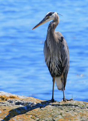 Heron