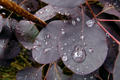 Rain on Leaves