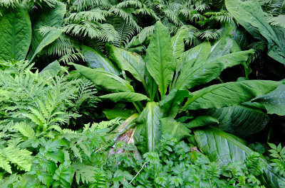 Temperate Jungle