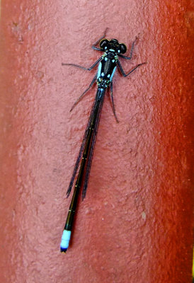 Pacific Forktail   Damselfly