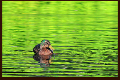 Duck on Pond at Sunset