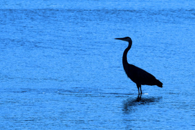 Blue Heron