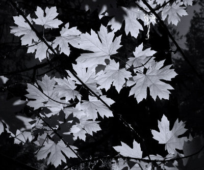 Infrared Maple Leaves