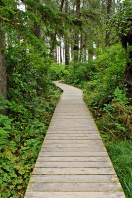 Spruce Fringe Trail  