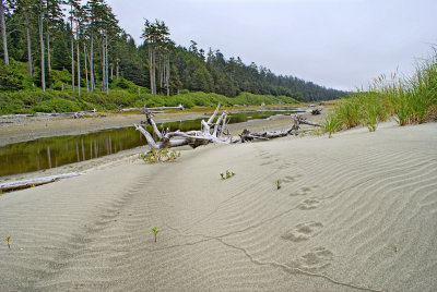 Sandhill Creek - Wolf Tracks? 