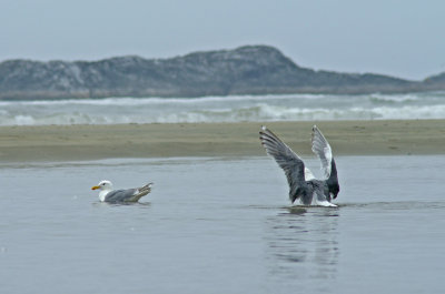 Bathing Gulls