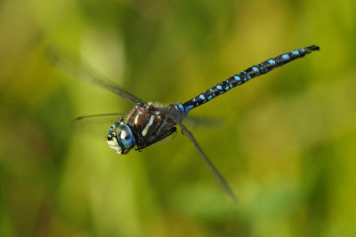 Paddled-Tail Darner