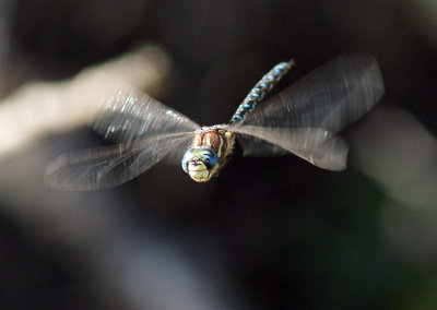 Paddled-Tail Darner 