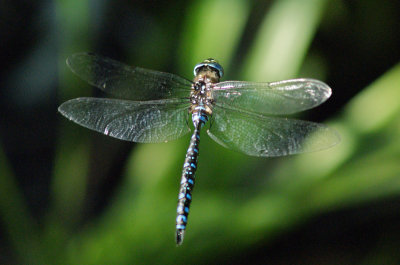 Paddled-Tail Darner 