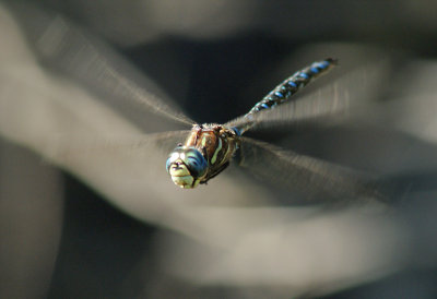  Paddled-Tail Darner