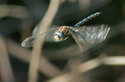 Paddled-Tail Darner 