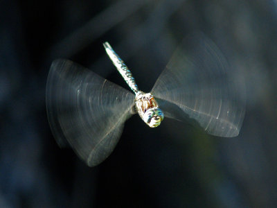 Paddled-Tail Darner 