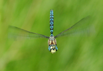 Paddled-Tail Darner 