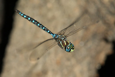  Paddled-Tail Darner