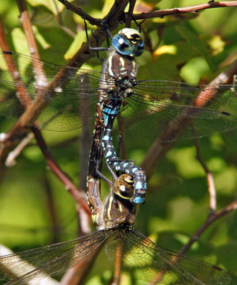 Paddled-Tail Darner Mating Pair