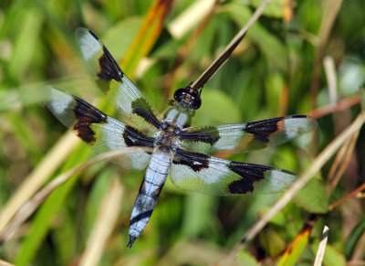 Eight-Spotted Skimmer