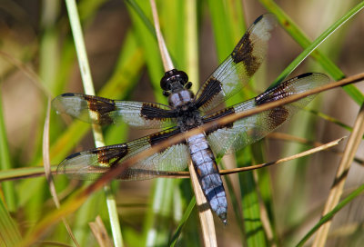 Eight-Spotted Skimmer