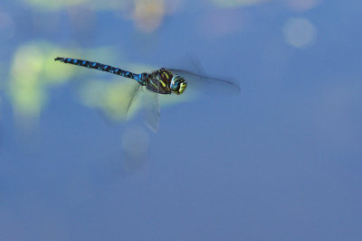 Paddled-Tail Darner