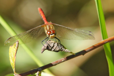 Cardinal Meadowhawk Dragonfly