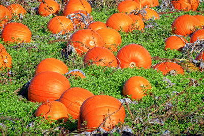 Pumpkins