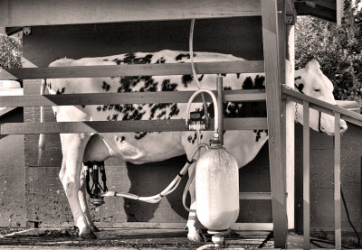 Cow Milking -  Saanich Fair