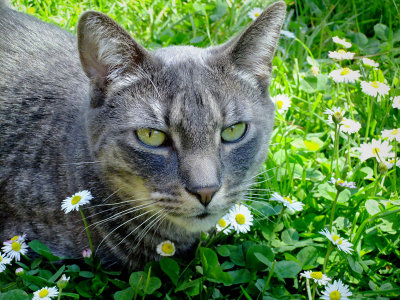 Baxter the Cat