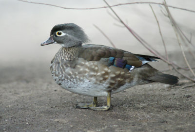 Wood Duck Female