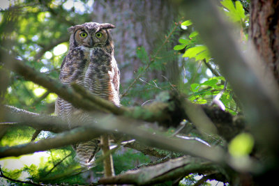 Great Horned Owl