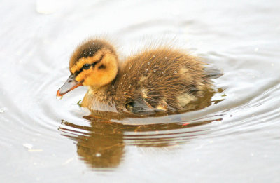 Duckling