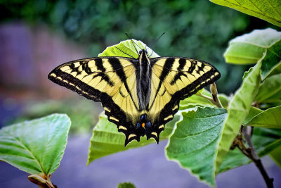 Swallow Tail