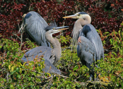 Heron Chick and Adult