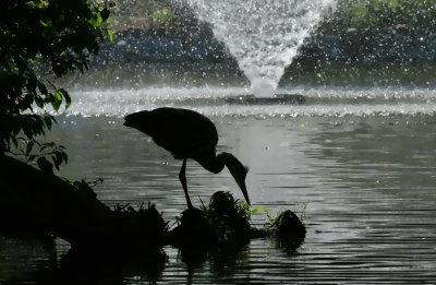   Beacon Hill Park Heron