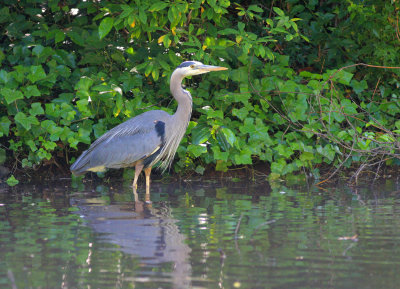  Beacon Hill Park Heron 