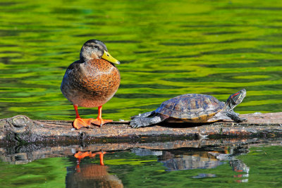 Duck and Turtle