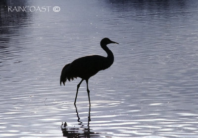 Sandhill Crane