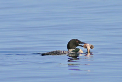 Loon with Fish