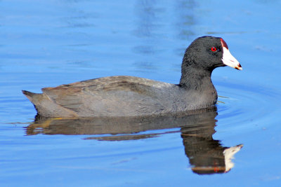 American Coot