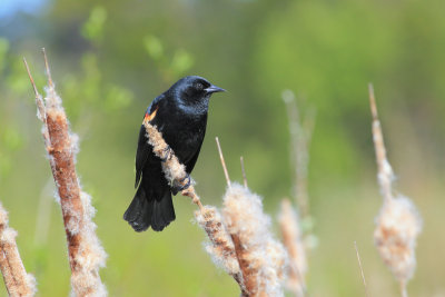  Red-Winged Blackbird