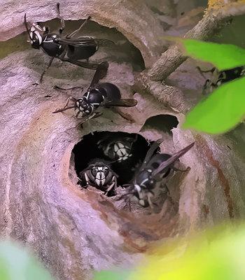 Bald-Faced Hornet Nest