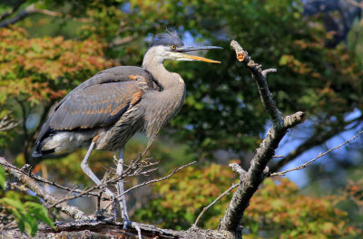 Great Blue Heron