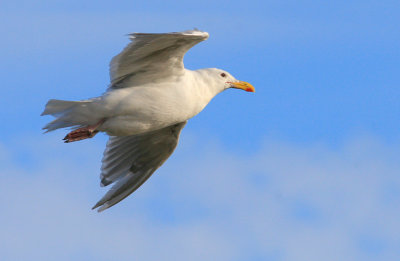 Seagull