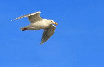 Seagull