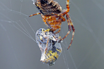 Wasp in Spider's web
